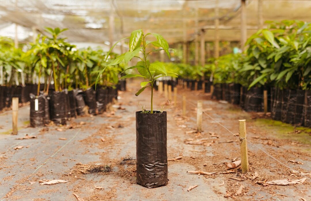 Nut Tree Grafting and Propagation Guide