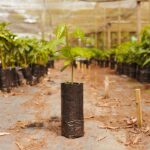 Nut Tree Grafting and Propagation Guide