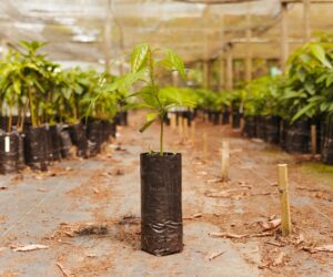 Nut Tree Grafting and Propagation Guide