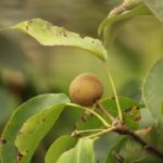Nut Tree Pest and Disease Management Guide