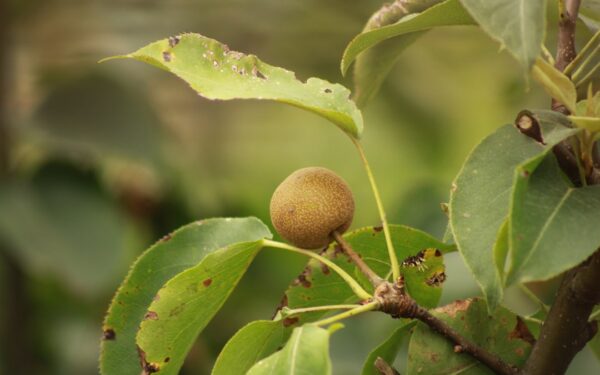 Nut Tree Pest and Disease Management Guide