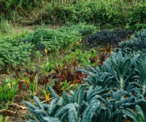 Organic Pest Control: The Complete Guide for Home Gardeners - gardening guide by Planters Realm