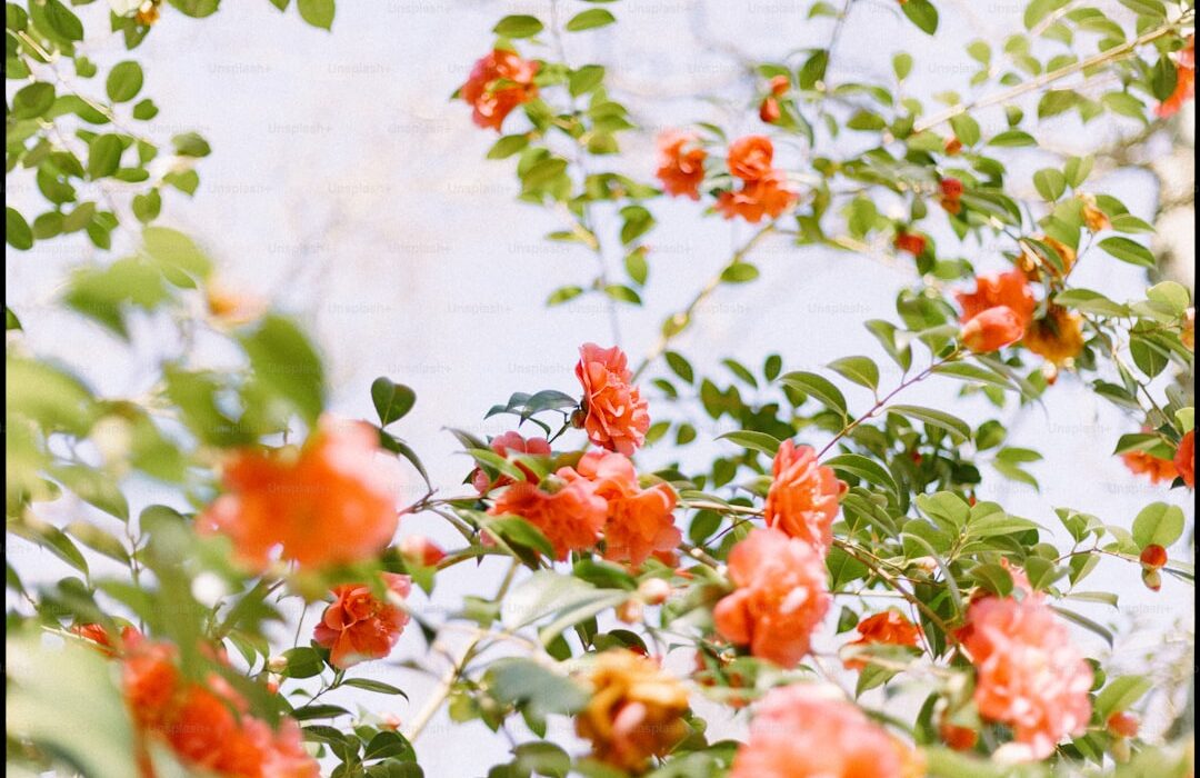 Perennial Herbs That Come Back Every Year: Plant Once, Harvest Forever