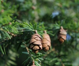 Pine Nut Trees: Growing Pines for Edible Pine Nuts