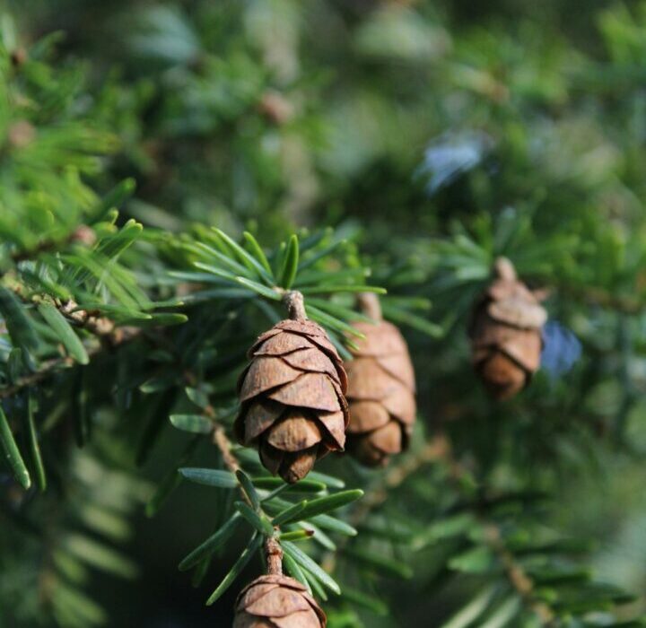 Pine Nut Trees: Growing Pines for Edible Pine Nuts