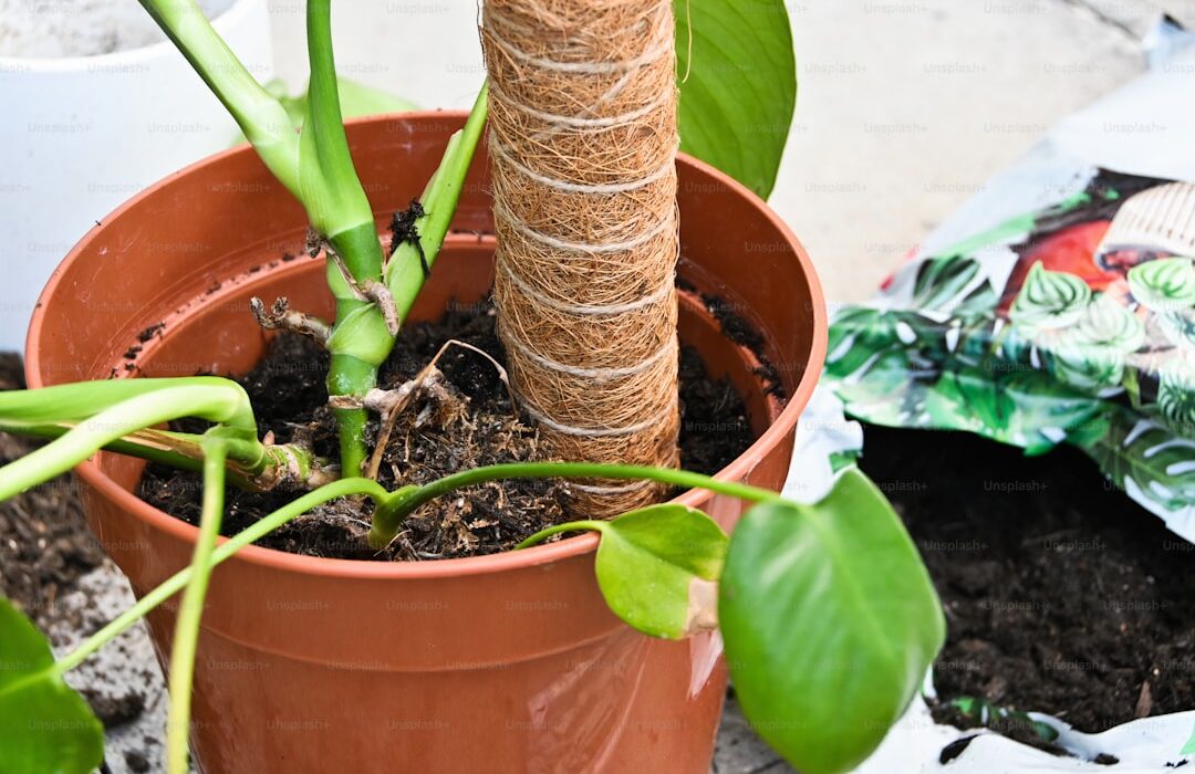 Plant Propagation by Cuttings: Root New Plants from Existing Ones