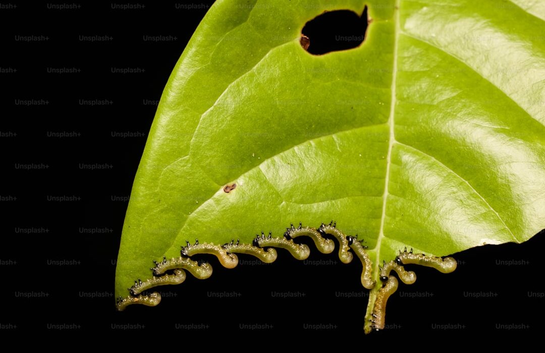 Plant Propagation by Division: Free Plants from Perennials