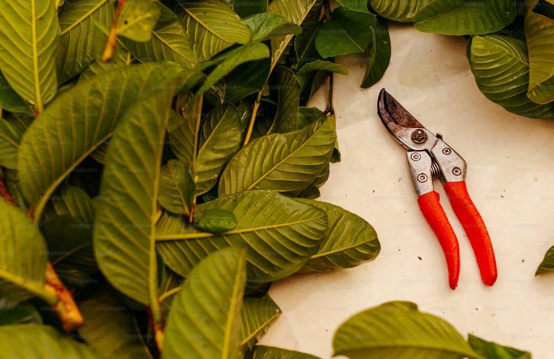 Plant Propagation Methods: A Complete Guide to Growing New Plants