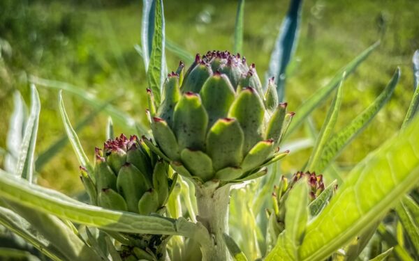 Potager Garden Design: Creating a French Kitchen Garden - gardening guide by Planters Realm