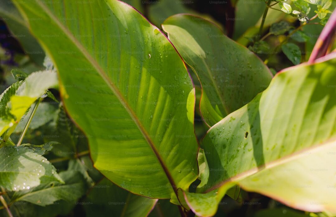 Powdery Mildew: Identification and Organic Treatments