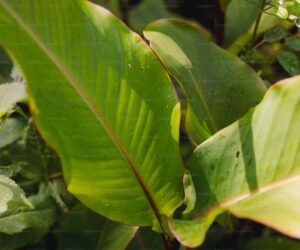 Powdery Mildew: Identification and Organic Treatments