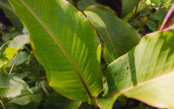 Powdery Mildew: Identification and Organic Treatments