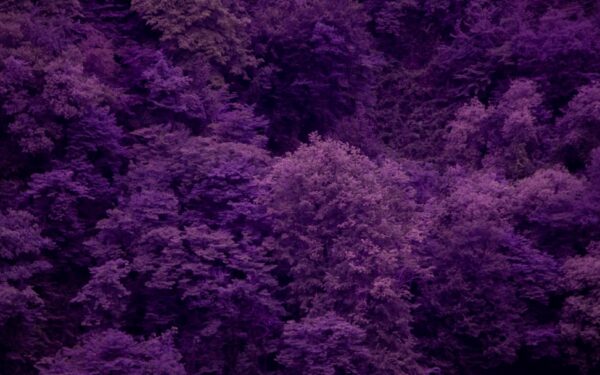 Purple and Burgundy Foliage Plants for Rich Garden Color