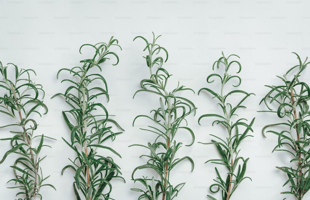 Quick-Growing Herbs: Fastest Herbs from Seed to Harvest