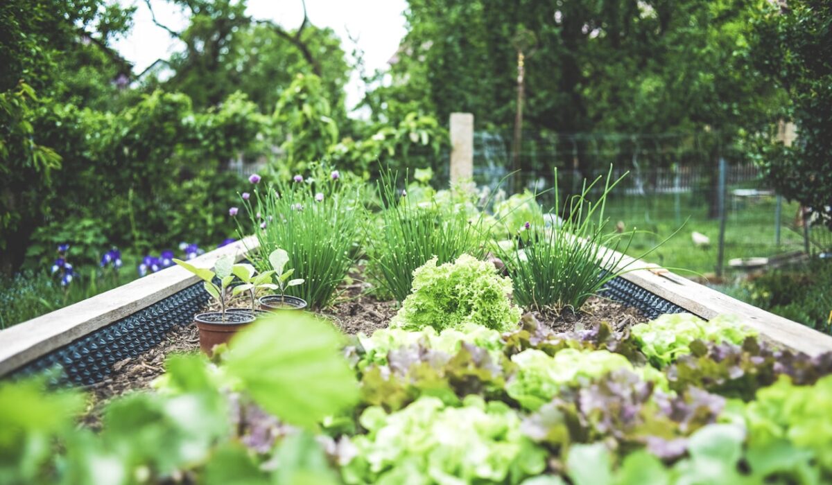 Wooden raised bed garden filled with vegetables and herbs