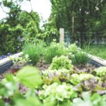 Wooden raised bed garden filled with vegetables and herbs