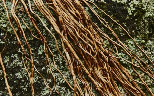 Root Rot: Causes, Symptoms, and How to Save Plants