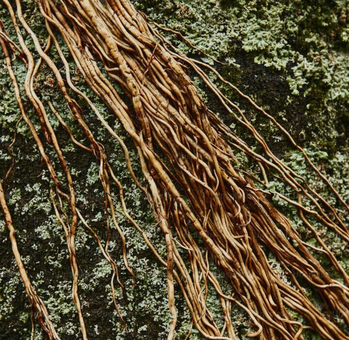 Root Rot: Causes, Symptoms, and How to Save Plants