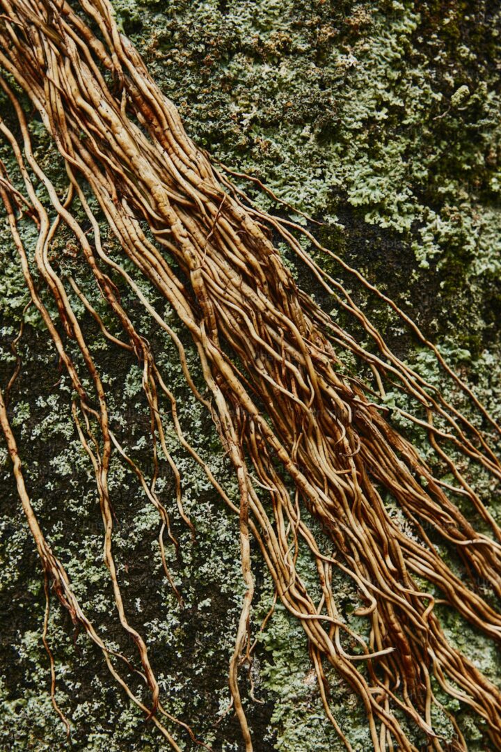 Saved Roots Red Root Rot: Causes, Symptoms, and How to Save Plants (2026) - Planters Realm