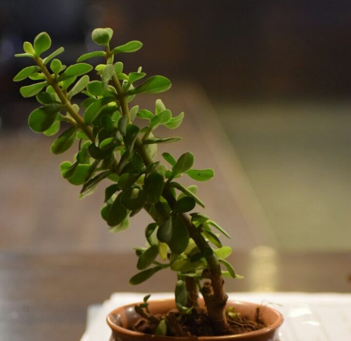 Root Rot Recovery: How to Save Your Dying Houseplant