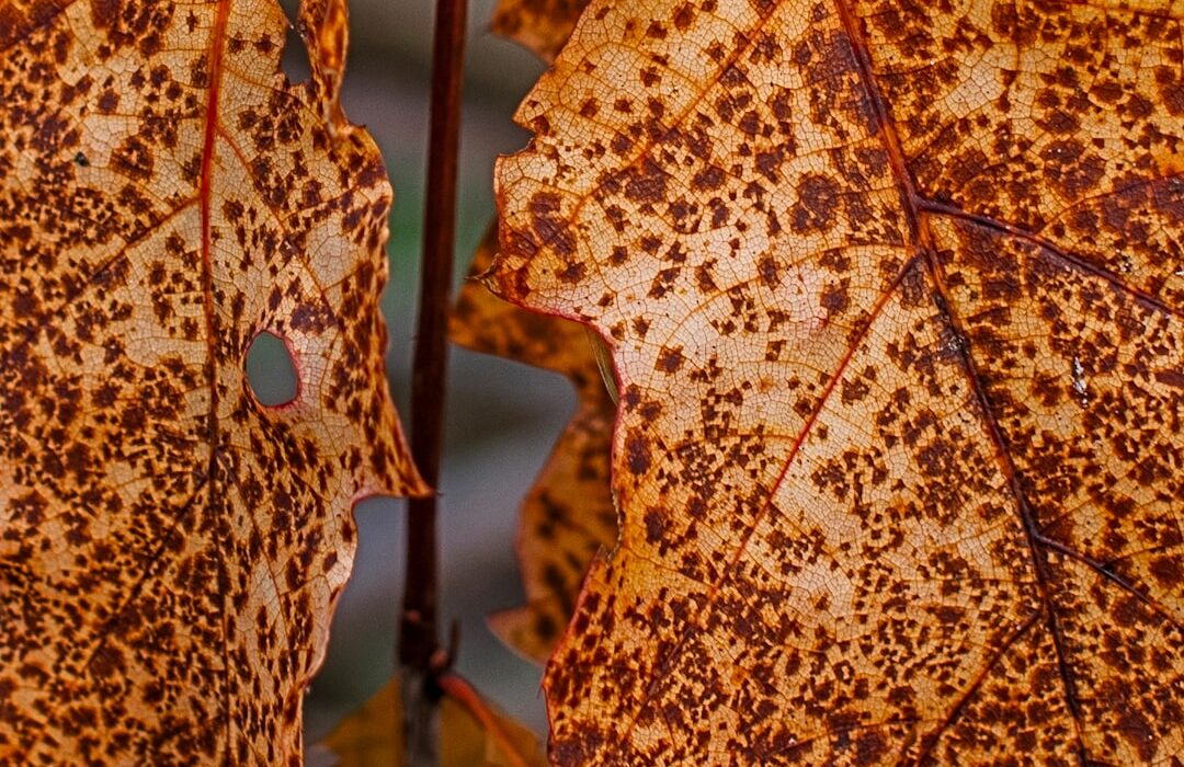 Rust Fungus: Orange Spots on Leaves Explained