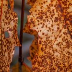 Rust Fungus: Orange Spots on Leaves Explained