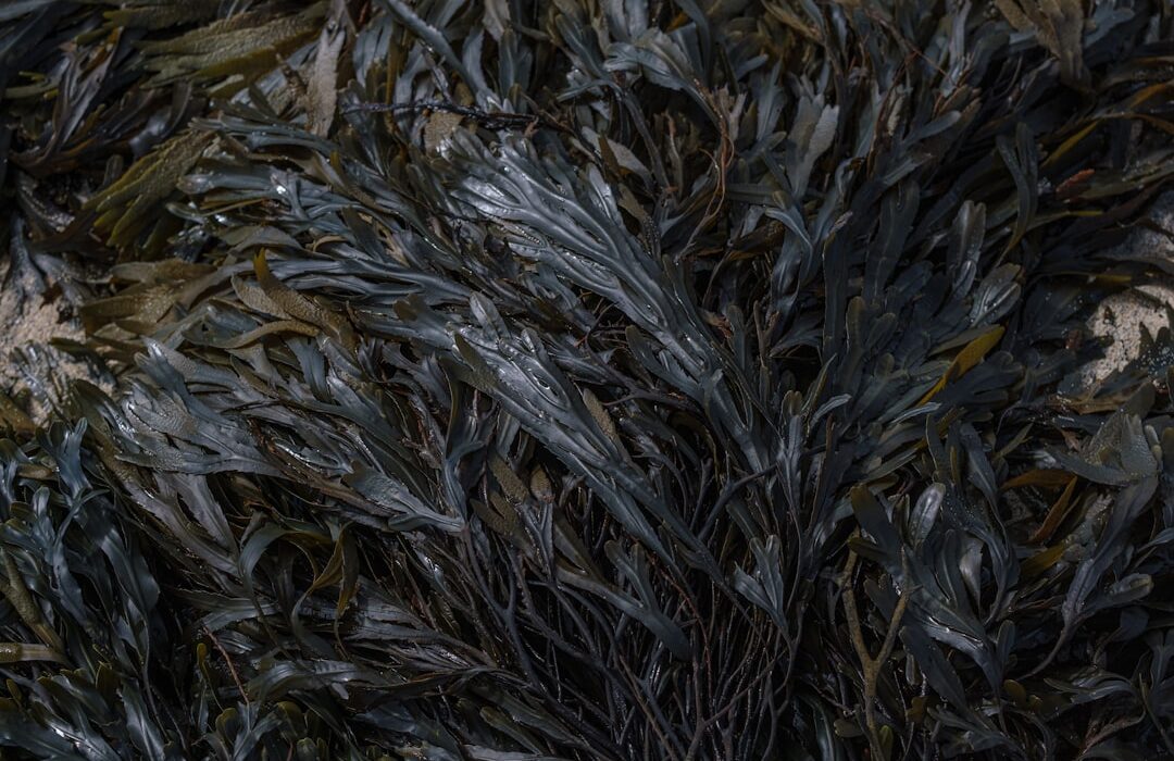 Seaweed and Kelp Fertilizer: Ocean Nutrients for Gardens