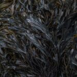Seaweed and Kelp Fertilizer: Ocean Nutrients for Gardens