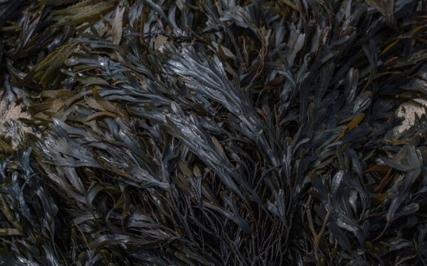 Seaweed and Kelp Fertilizer: Ocean Nutrients for Gardens