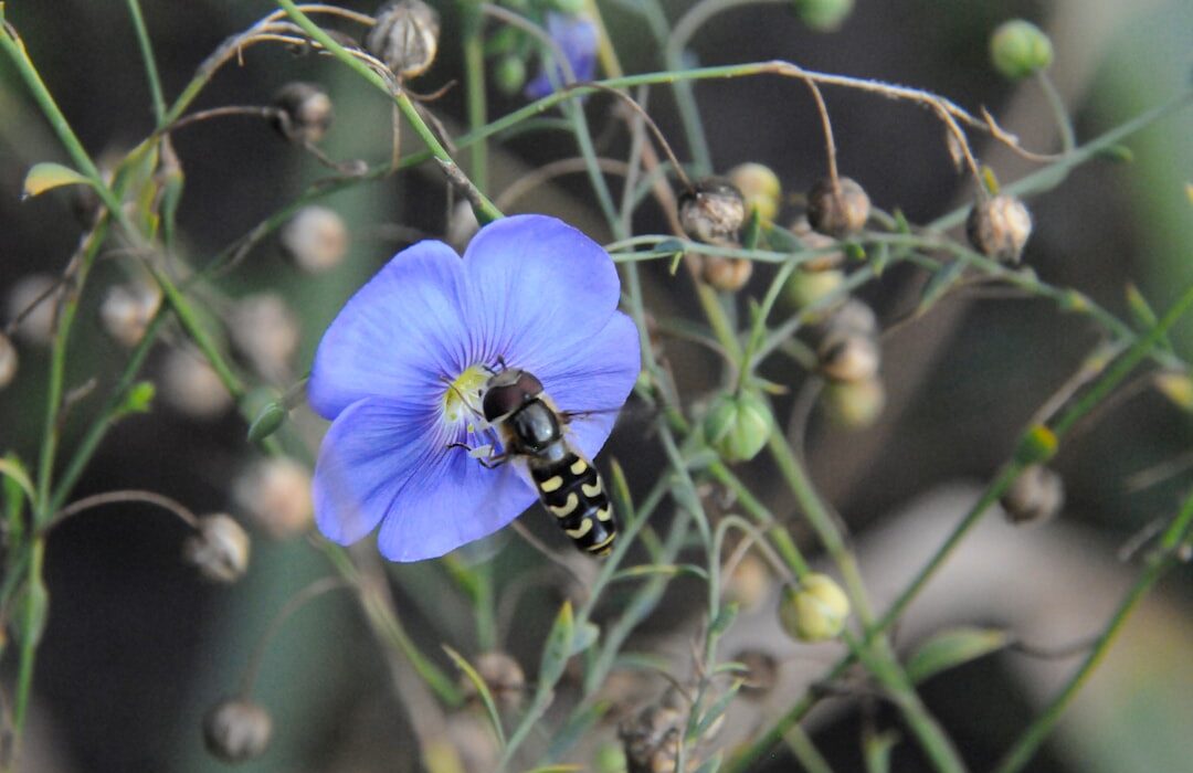 Seed Saving for Self-Sufficiency: Keep Your Garden Going Forever