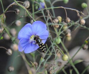 Seed Saving for Self-Sufficiency: Keep Your Garden Going Forever