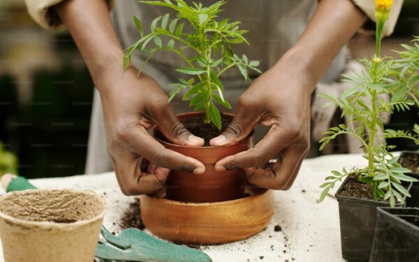 Seed Starting Mix: DIY Recipe vs Store Bought Options - gardening guide by Planters Realm