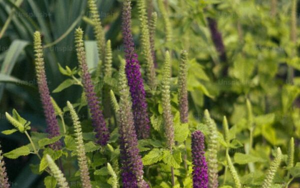 Sensory Gardens: Designing for Touch, Smell, Sound, and Taste