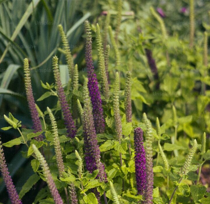 Sensory Gardens: Designing for Touch, Smell, Sound, and Taste