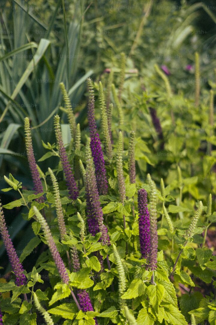 Sensory Gardens: Designing for Touch, Smell, Sound, and Taste