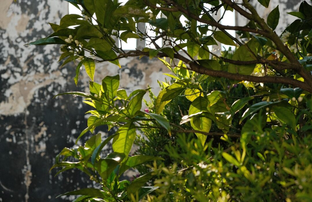 Shade Garden Foliage: 15 Plants That Thrive Without Sun