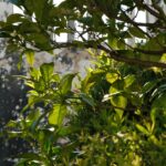 Shade Garden Foliage: 15 Plants That Thrive Without Sun