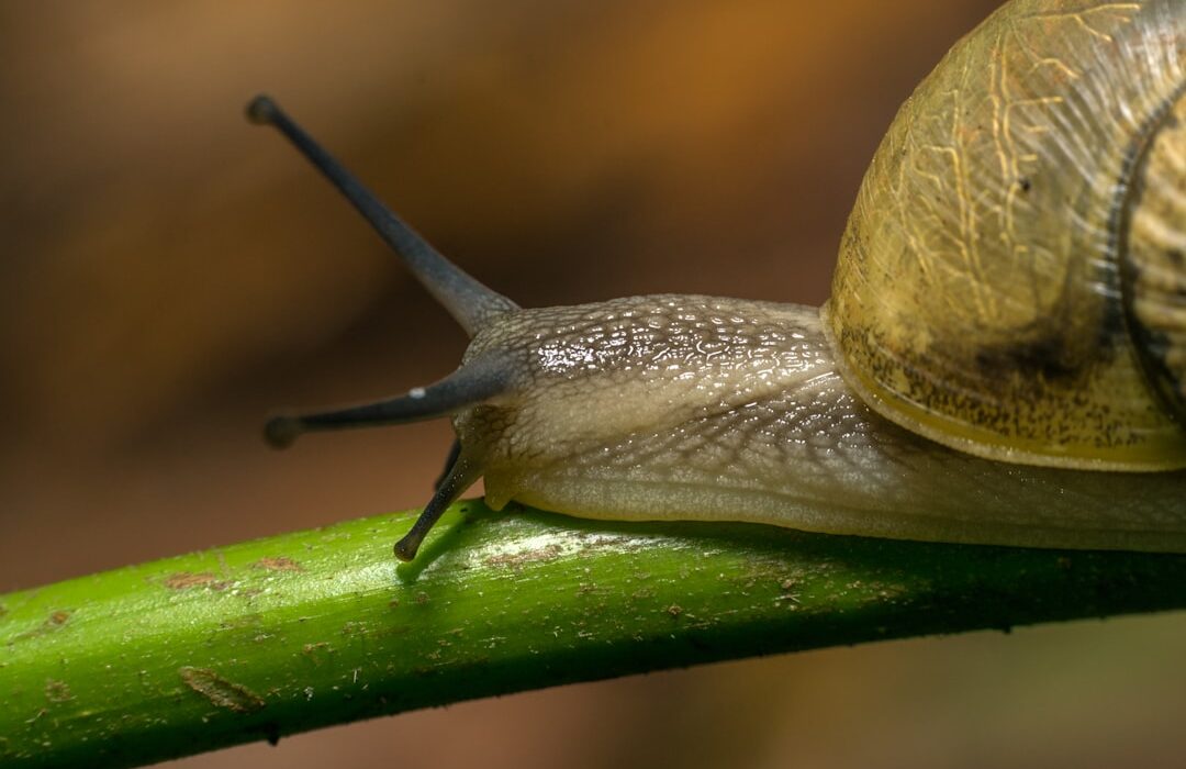 Slug and Snail Control: Organic Methods That Work