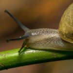 Slug and Snail Control: Organic Methods That Work
