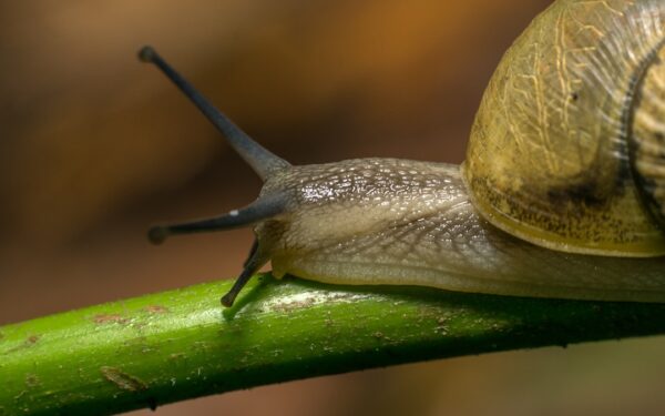 Slug and Snail Control: Organic Methods That Work