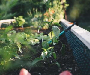 Slug and Snail Control: Protect Your Garden Without Toxic Baits