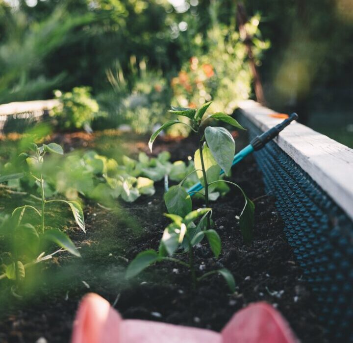 Slug and Snail Control: Protect Your Garden Without Toxic Baits