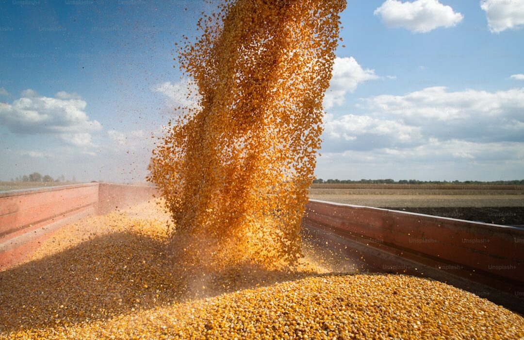 Small-Scale Grain Harvesting and Threshing at Home