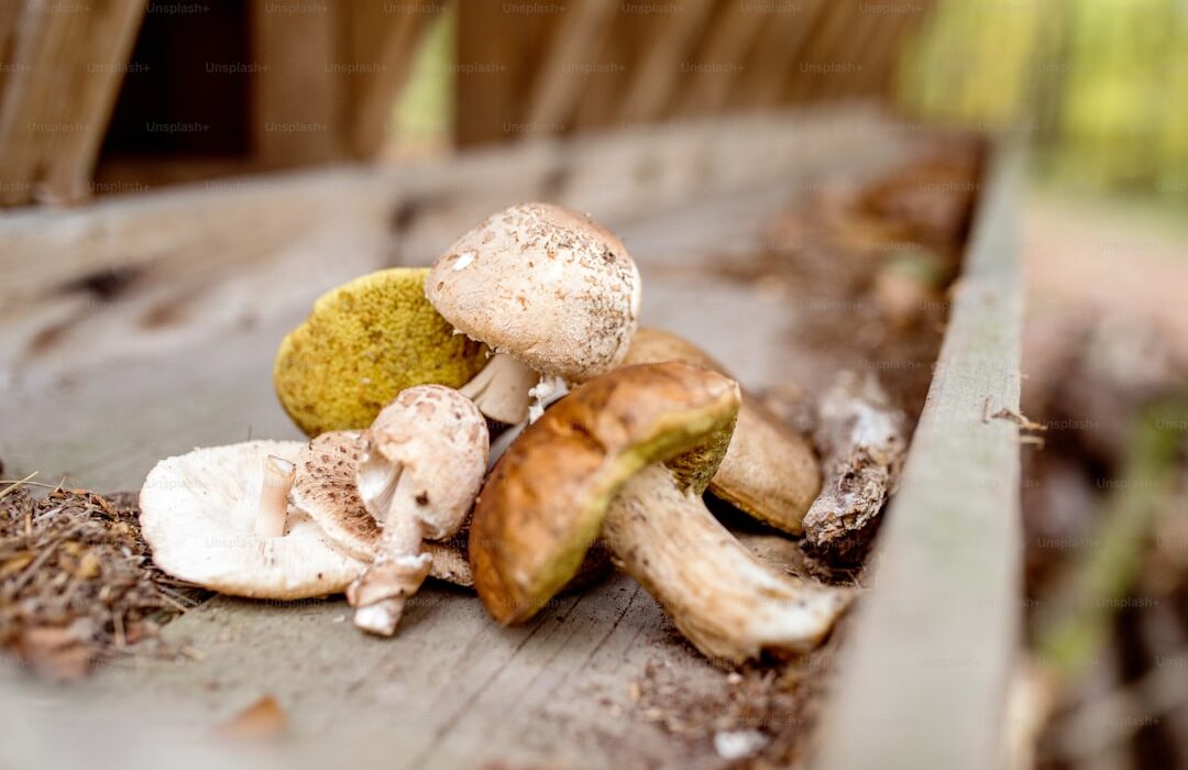 Small-Scale Mushroom Growing at Home