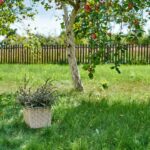 Small Space Fruit Garden: Maximum Harvest from Minimum Area