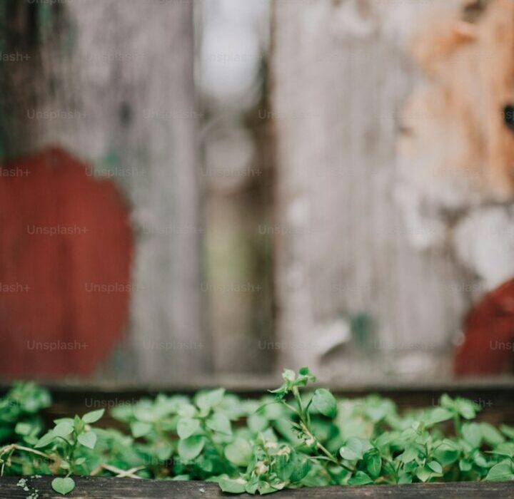 Small Space Garden Ideas: Maximizing Every Square Foot