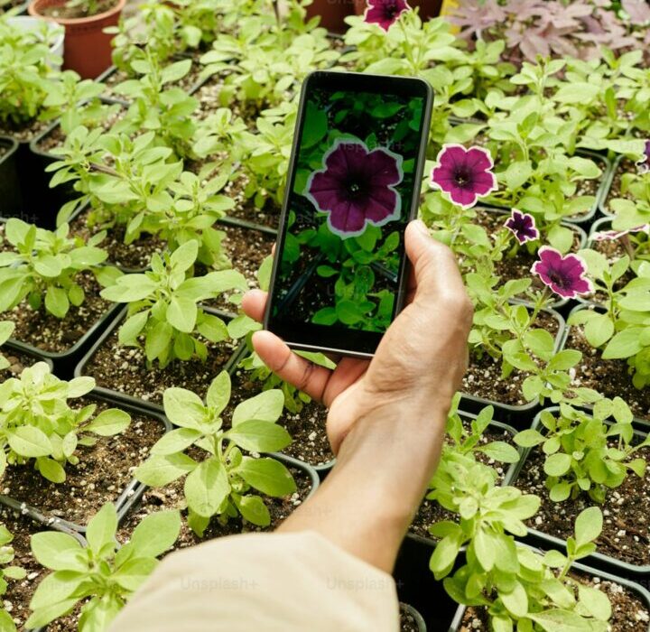 Smart Garden Technology for Disabled Gardeners