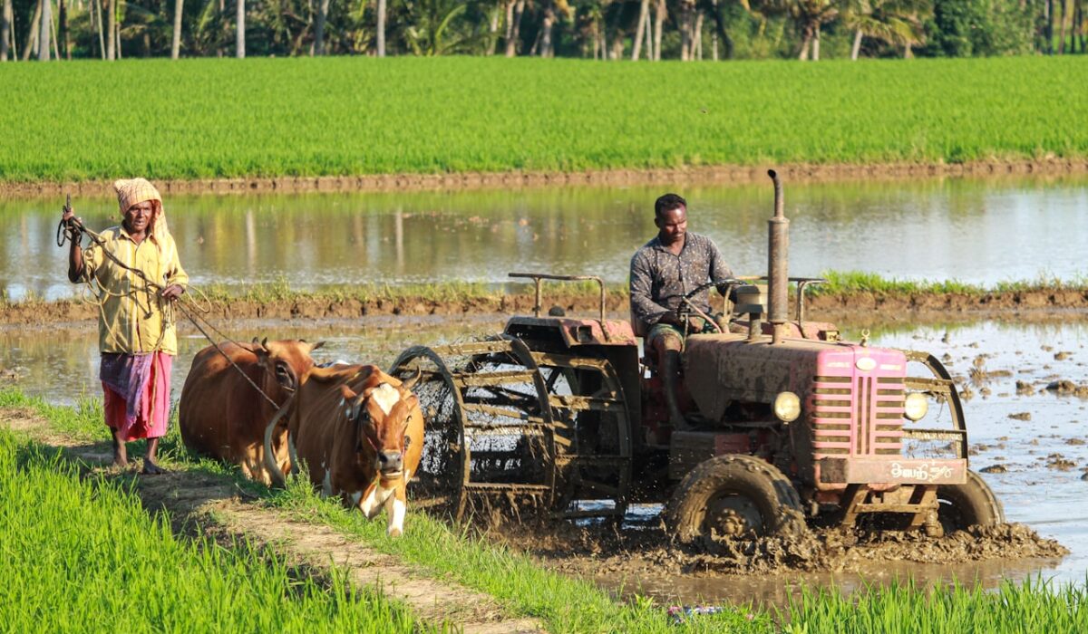 Rich garden soil being tested for pH and nutrient levels
