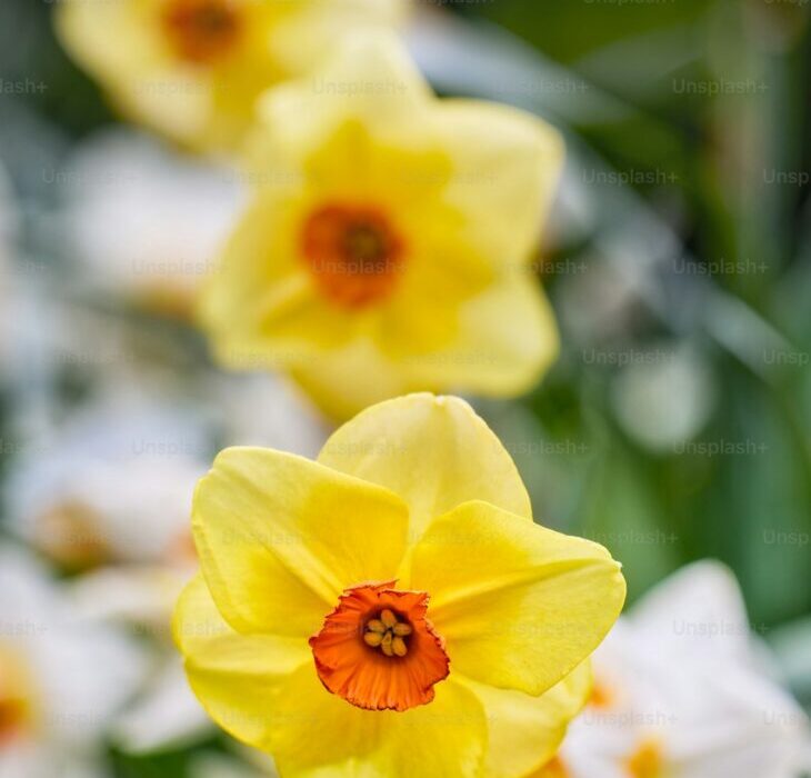 Spring-Blooming Bulbs: A Complete Planting Guide
