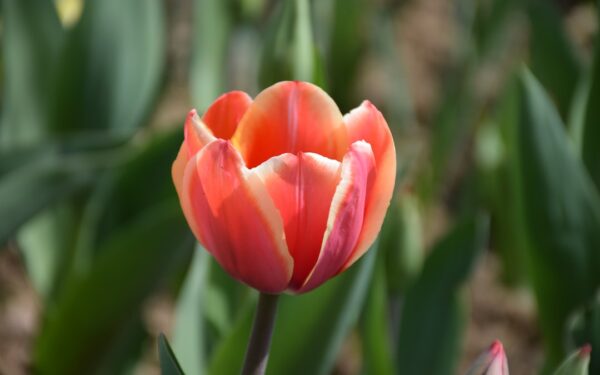 Spring-Blooming Bulbs: Complete Planting Guide